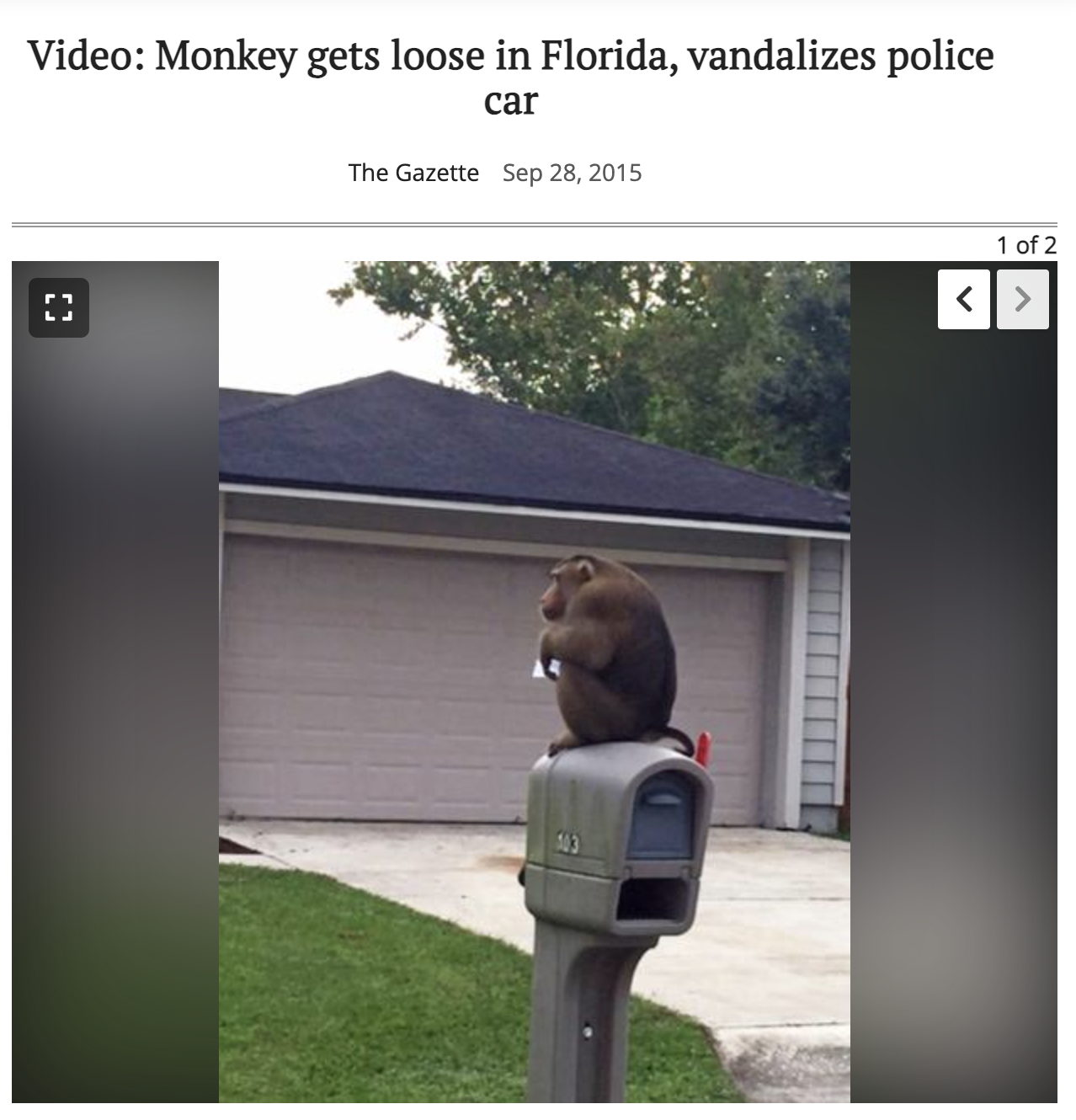 rhesus macaque - Video Monkey gets loose in Florida, vandalizes police car The Gazette 5 1 of 2